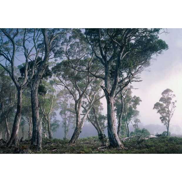 Fantasy Forest Fantasy Forest