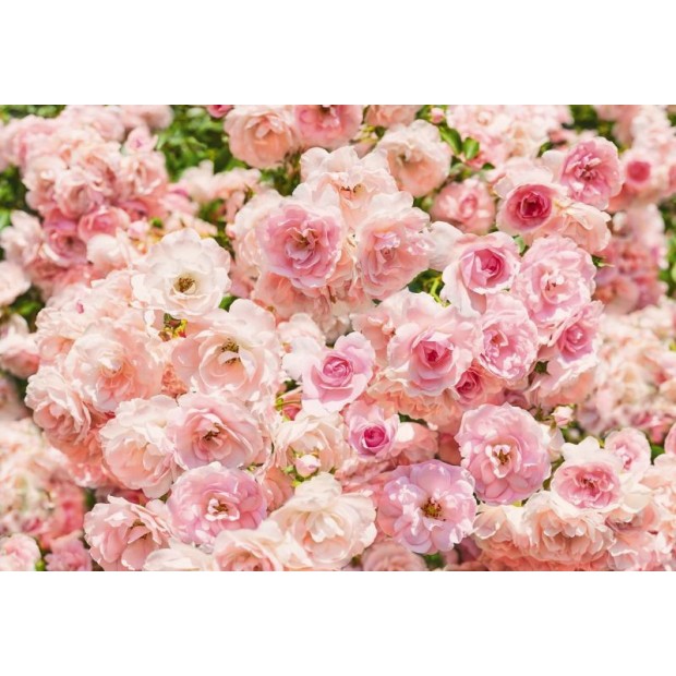 Rosa Rosa