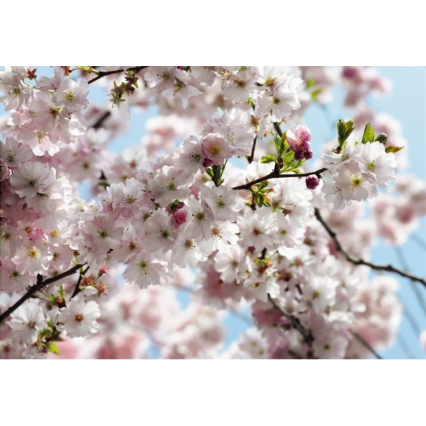 Spring Spring