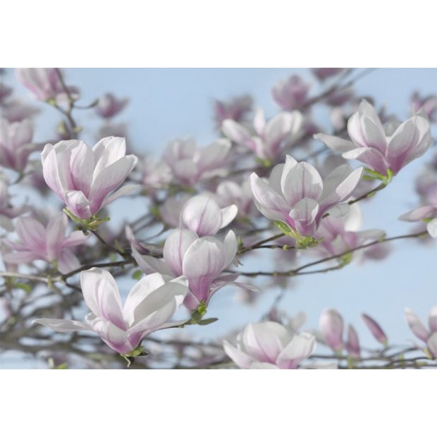 Magnolia Magnolia