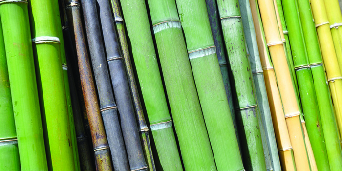 Allier l’écologie et la nature dans sa déco avec le bambou !